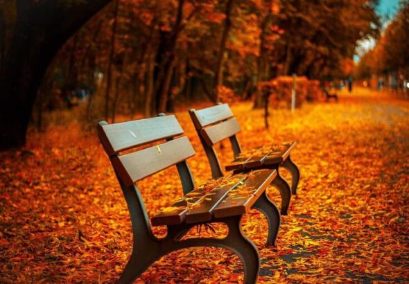 resized_31_fallback